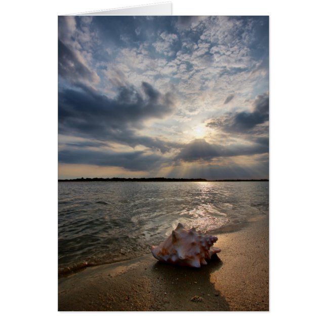 Cartão Conch Shell Na Praia | Rua Augustine, Fl (Frente)
