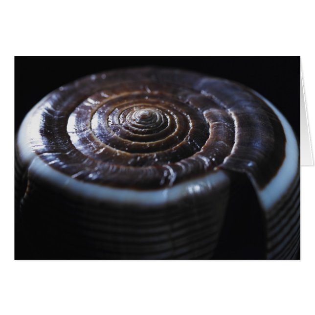 Cartão Concha de Cone (Frente Horizontal)