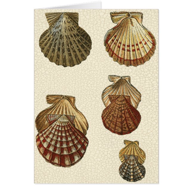 Cartão Conchas Antigas Raspadas (Frente)