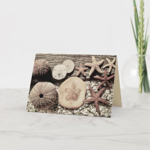 Cartão Conchas de Sanibel & Captiva Card