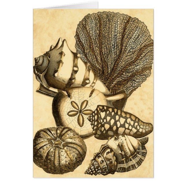 Cartão Conchas Neutras e Coleção de Corais (Frente)