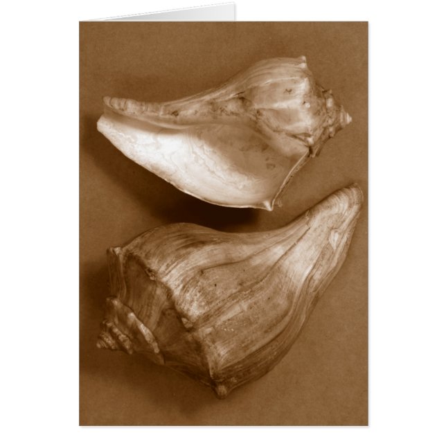 Cartão Conchas Sensuais (Frente)