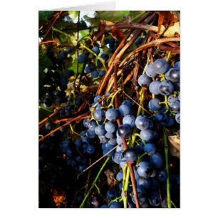Cartão Concord Vines