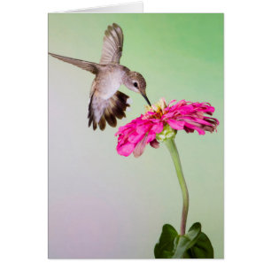 Cartão Condado de Jeff Davis, Texas