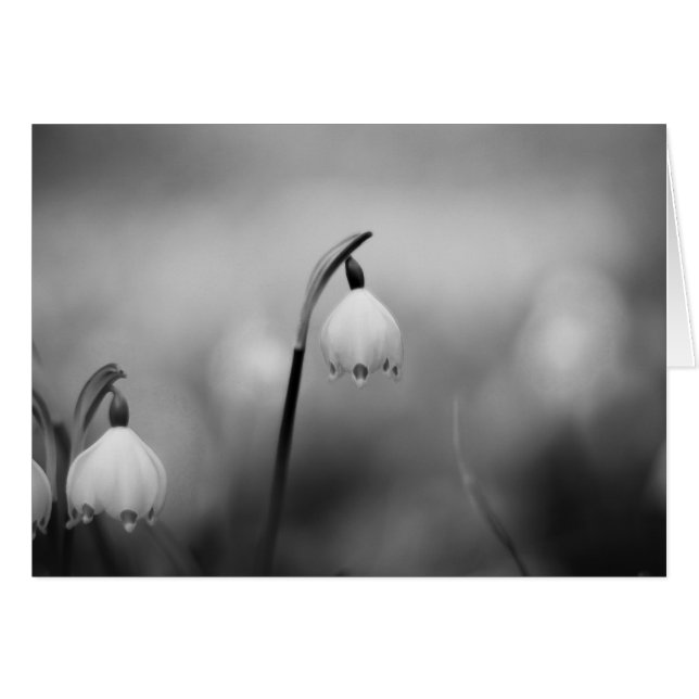 Cartão Condolência da Simpatia Negra e Branca (Frente horizontal)