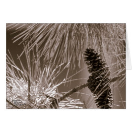 Cartão Cone de pinheiro doce (5.0)