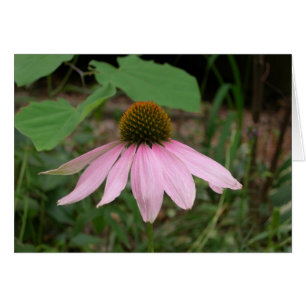 Cartão Cone Flower