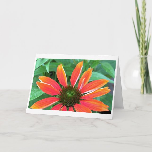 Cartão Coneflower, card (Frente)