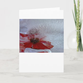 Cartão Coneflower in Ice