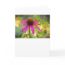 Coneflower, placa