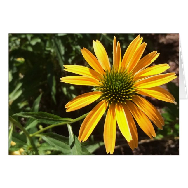 Cartão Coneflower, placa (Frente Horizontal)