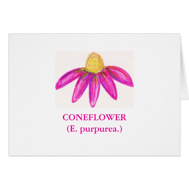 Cartão CONEFLOWER (purpurea do E.) (Frente Horizontal)
