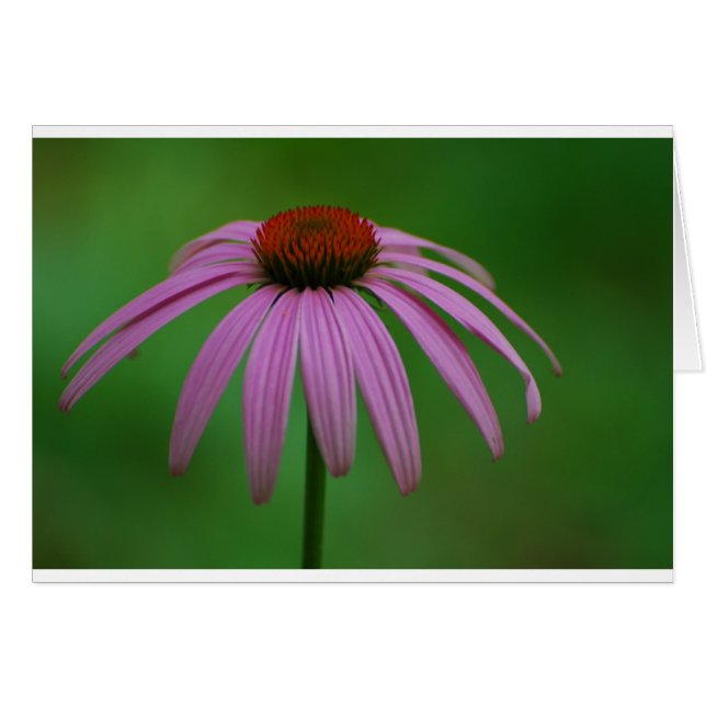 Cartão Coneflower roxo (Frente Horizontal)