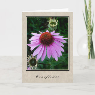 Cartão Coneflower - série floral