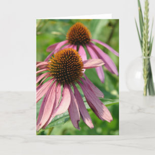 Cartão Coneflowers