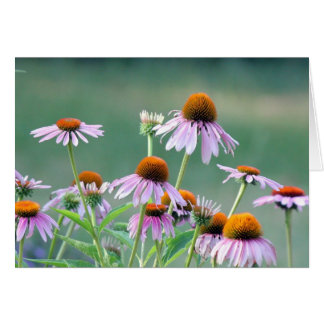Cartão Coneflowers roxos!