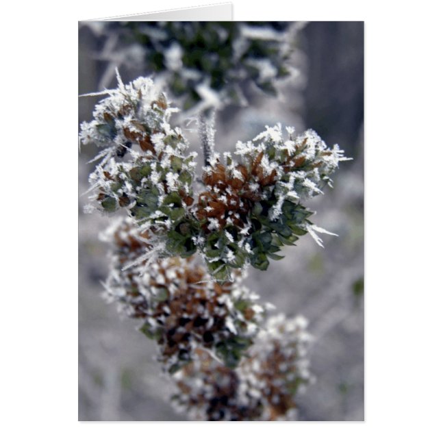 Cartão Congelado Profundo (Frente)