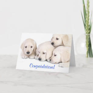 Cartão Congratulations Labrador Retriever Puppies Card