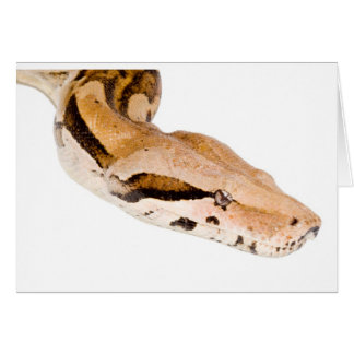 Cartão Constrictor de boa