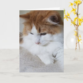 Cartão Contemplação do Gatinho (Rico Felino): Foto Cat