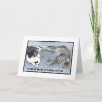 CONTEÚDO ANIVERSÁRIO/DOIS GATOS DE SLEEPY/ HUMOR