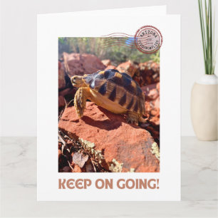 Cartão Continua a insinuar a tartaruga de codimulação ins