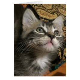 Cartão "Continue Procurando"