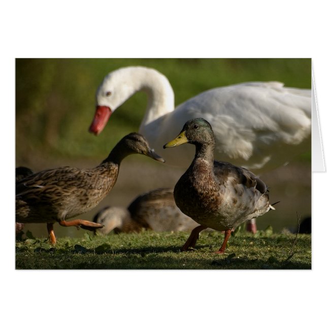 Cartão Convenção do Pato (Frente Horizontal)