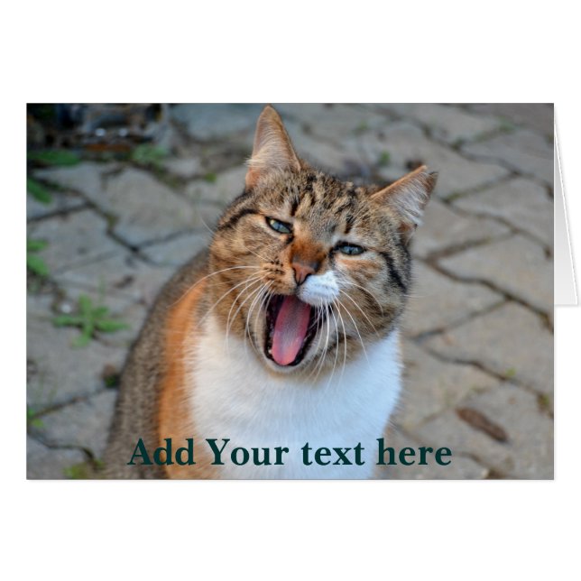 Cartão Conversação de Gatos (Frente Horizontal)