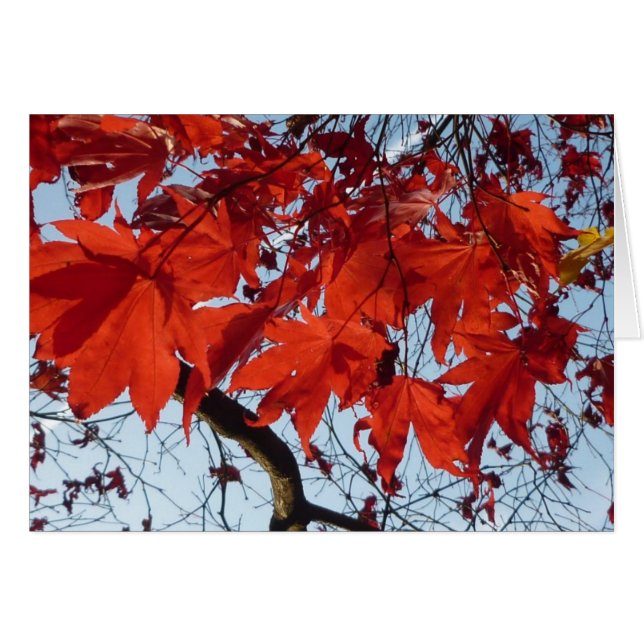 Cartão Conversas Maple Leaves (Frente Horizontal)