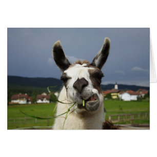 Cartão Coolest Llama