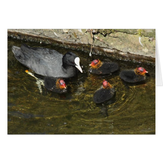 Cartão Coots em Cuz (Frente Horizontal)