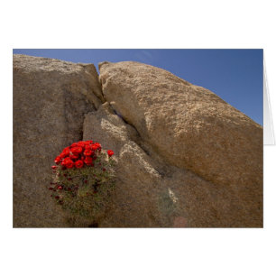 Cartão Copo de Claret ou cacto de montão de Mojave em fl