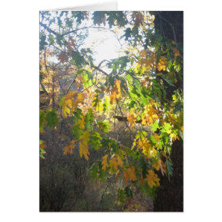 Cartão Cor da queda