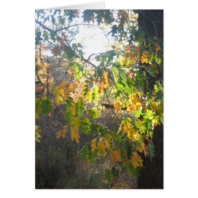 Cartão Cor da queda (Frente)