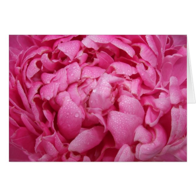 Cartão cor-de-rosa brilhante da peônia (Frente horizontal)