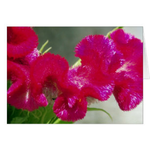 Cartão cor-de-rosa da flor de Swirly