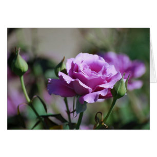 Cartão cor-de-rosa da lavanda