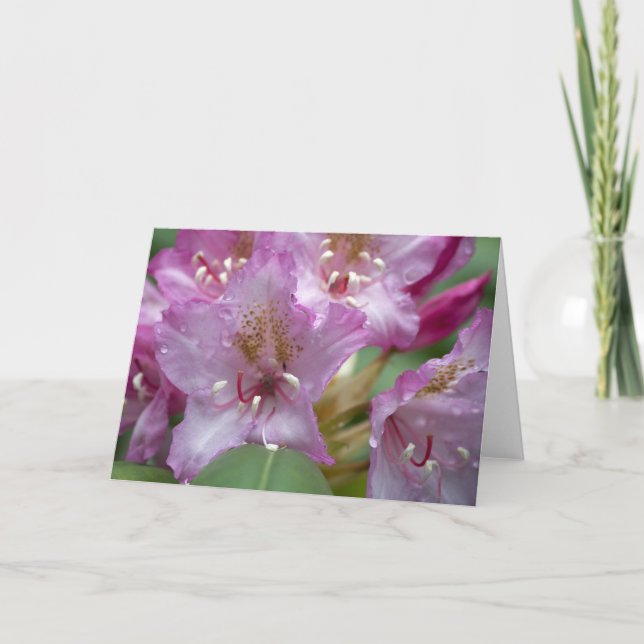 Cartão cor-de-rosa de Rhody (Frente)