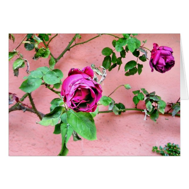 Cartão cor-de-rosa do irlandês selvagem (Frente Horizontal)