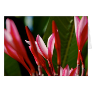Cartão cor-de-rosa do Plumeria