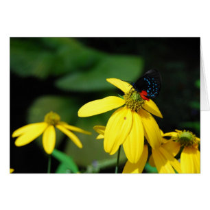 Cartão Cor minúscula 2