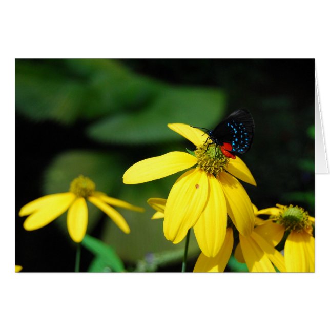 Cartão Cor Pequena 2 (Frente Horizontal)