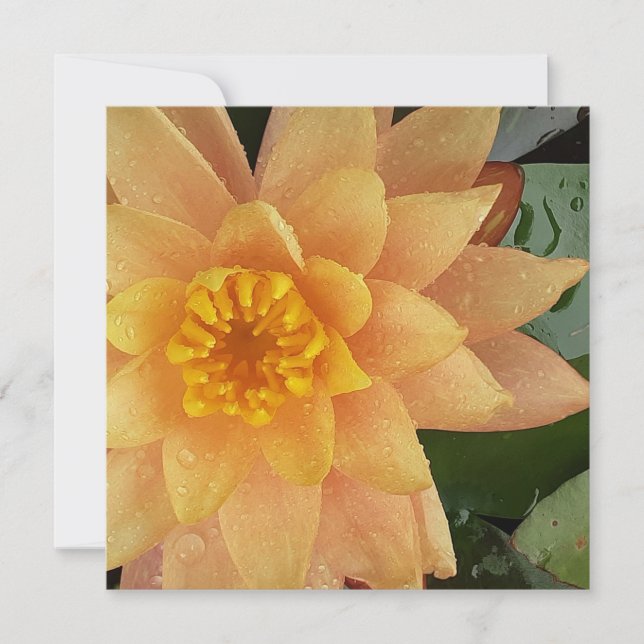 Cartão Coração aquática (Frente)