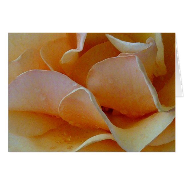 Cartão Coração de um Rosa (Frente Horizontal)