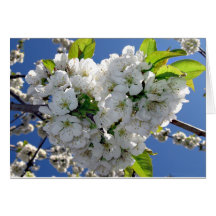 Coração florescente de cereja