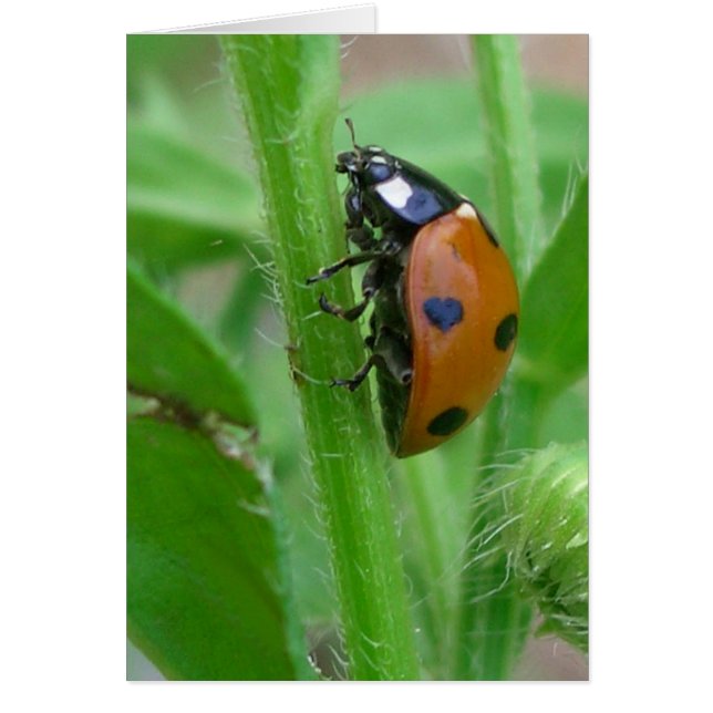 Cartão Coração, minha senhora (Frente)