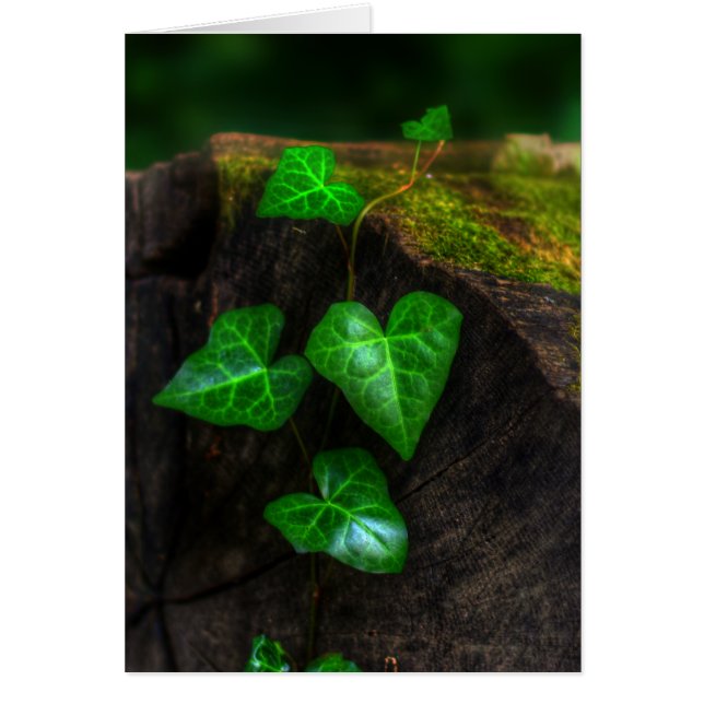 Cartão Corações de Ivy (Frente)