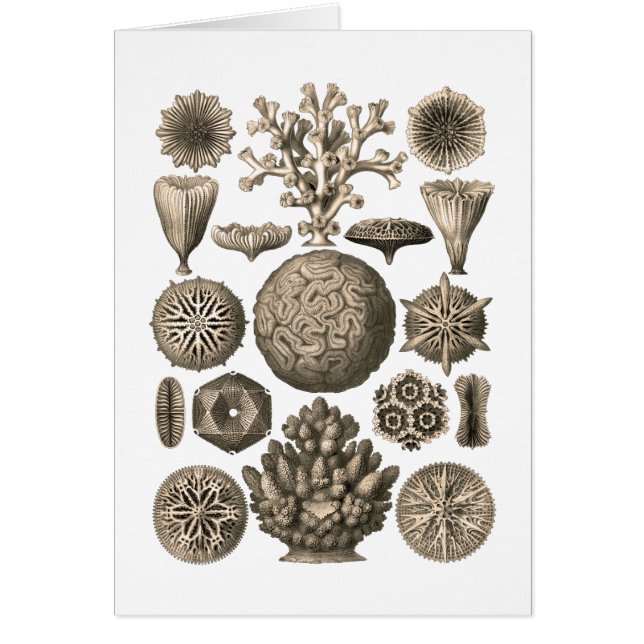 Cartão Coral (Frente)