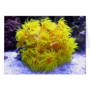 Cartão Coral alaranjado de Sun